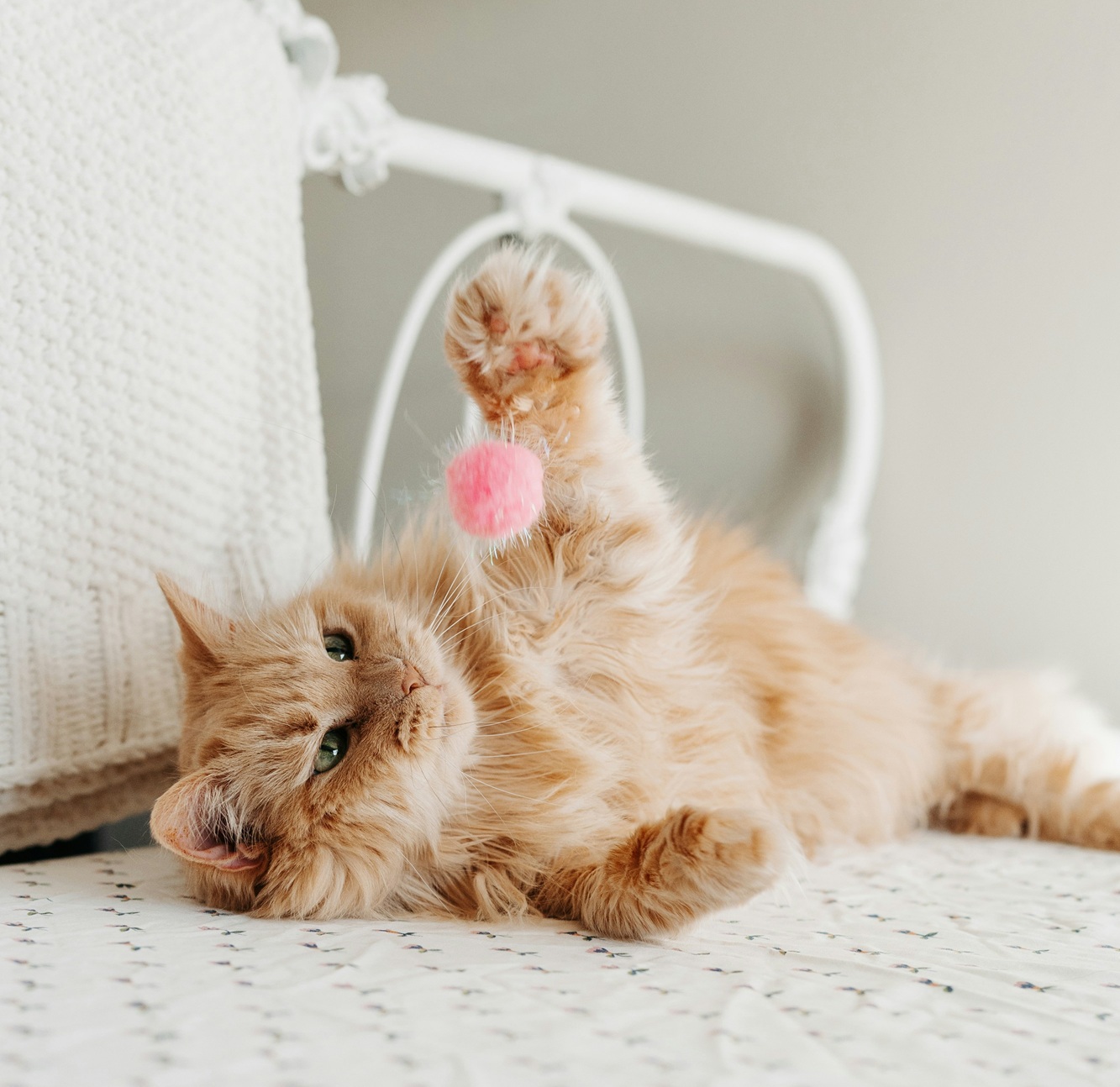 brinquedo gato